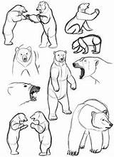 Bear Standing Drawing Draw Bears Easy Grizzly Getdrawings sketch template