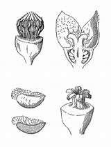 Asarum Europaeum Aristolochiaceae Angiospermas sketch template