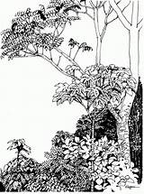 Rainforest Ink Cecropia Plein sketch template