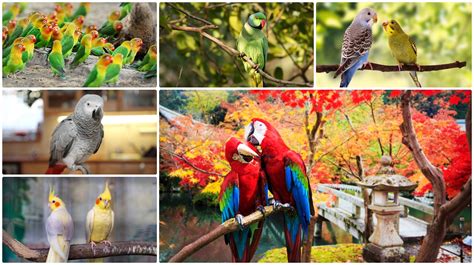 types  parrots  pakistan pictures  interesting facts