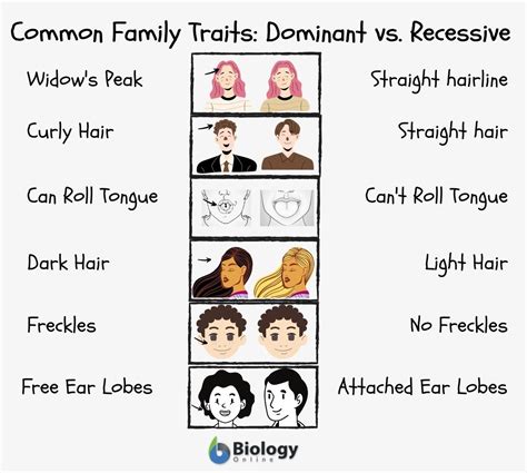family traits definition  examples biology  dictionary