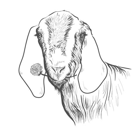 nubian goat coloring page coloring pages