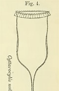 Afbeeldingsresultaten voor "cymatocylis Nobilis". Grootte: 120 x 185. Bron: www.marinespecies.org