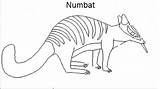 Numbat Coloring Pages Animals Printable Animal Color Designlooter Print Back 5kb 337px sketch template