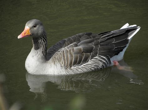 grey goose domestic  wild geese anser idaho fish  game