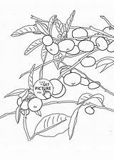 Mandarin Entitlementtrap Fruits Oranges sketch template