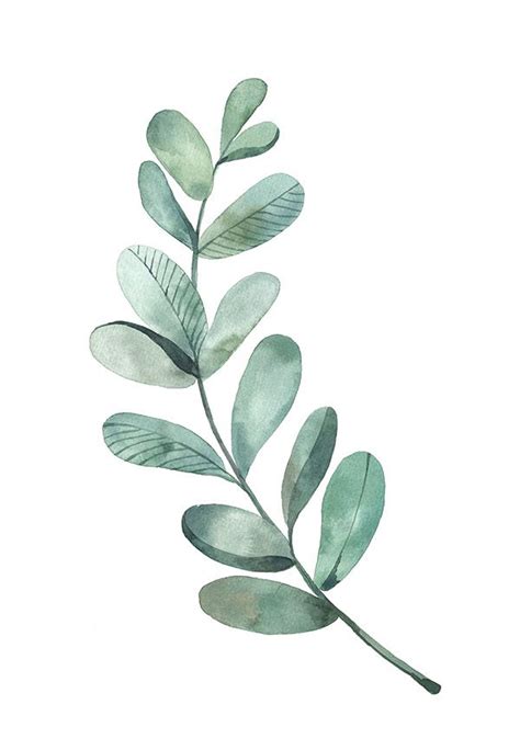 watercolor leaf  behance watercolor plants watercolor leaves