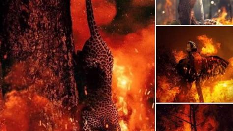 fact check truth  images  animals engulfed  amazon rainforest fire fact check news