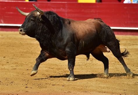 are spaniards over bullfighting