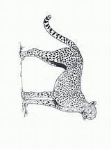 Jachtluipaard Felini Guepardo Kleurplaten Gepard Kleurplaat Cheetah Leopardo Colorir Leopardos Guepard Ausmalbilder Ghepardo Animaatjes Mewarnai Ghepardi Coloriages Citah Animierte Luipaard sketch template