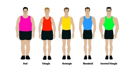 there are only five male body shapes according to health experts