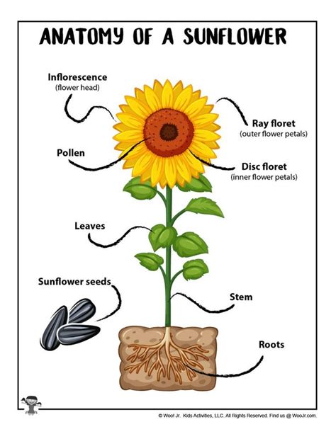 anatomy   sunflower  printable woo jr kids activities childrens publishing seed