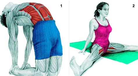 voici 8 positions d étirements de tous les muscles de votre corps