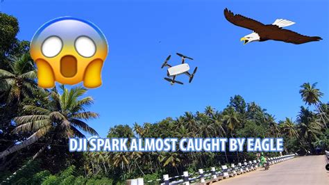 eagles attack  drone youtube