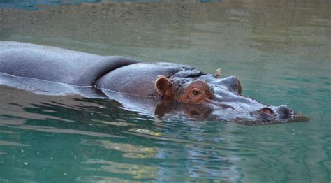 hipopotamo del nilo