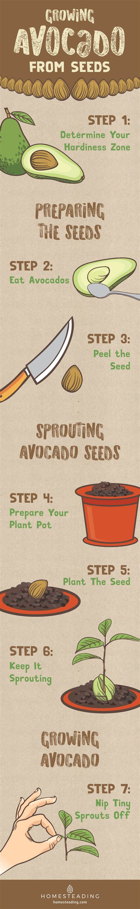 Growing Avocado From Seeds Garden Season Guide