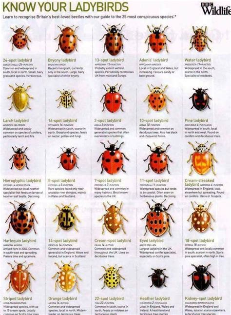 british bugs images  pinterest insects bugs  beetles