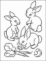 Coloring Rabbit Kids Pages Rabbits Print Children Funny Carrot Carrots Eating sketch template