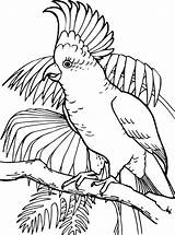 Kakadu Malvorlage Kaketoe Kleurplaat Ausmalbild Papageien Papegaaien Stimmen sketch template