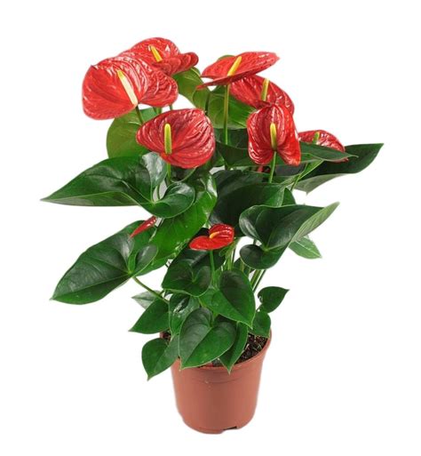 anthurium red winner florastore