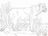 Coloring Lioness Pages Print Drawing Getdrawings Color Kids sketch template