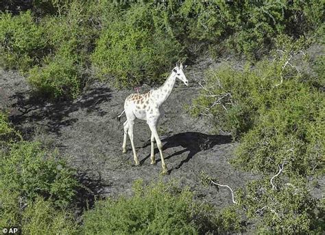 la derniere girafe blanche en vie  ete equipee dun gps pour la proteger des braconniers