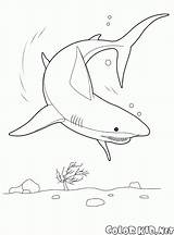 Hai Malvorlagen Colorare Requin Squalo Coloring Shark Rekin Disegni Unterwasserwelt Colorkid Lion Oceano Kolorowanka Dibujos Kolorowanki Hammerhai Bambini świat Podwodny sketch template