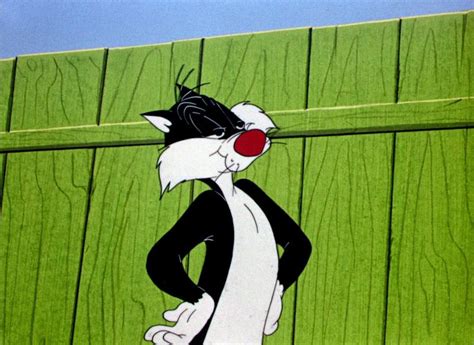 dog pounded dog pounds sylvester  cat looney tunes cartoons