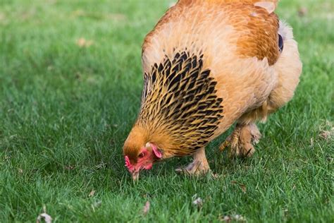how often do chickens lay eggs egg production explained