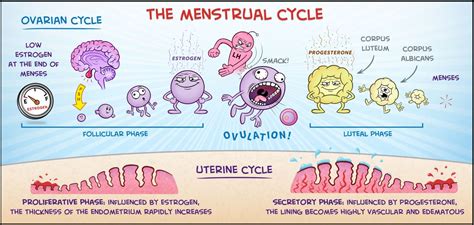 women s health sex hormones and the reproductive cycle nurtura health nurtura health