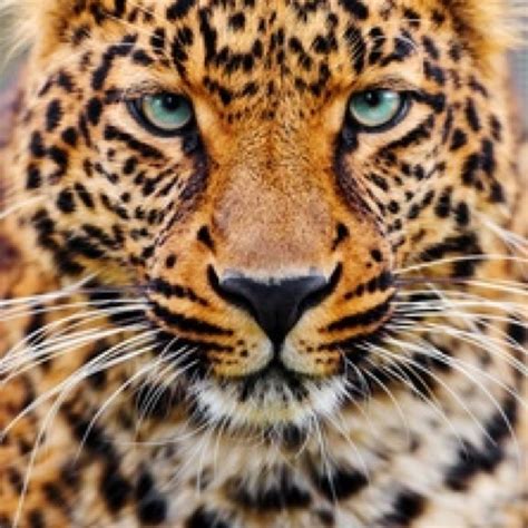 big cat big beautiful felines pinterest