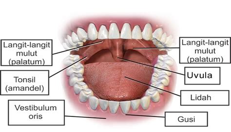 gambar mulut manusia