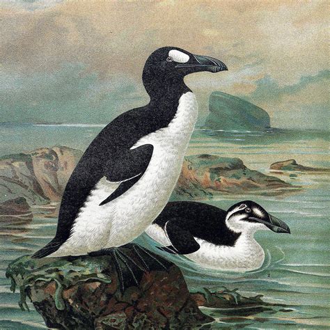facts   great auk