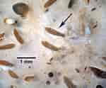 Afbeeldingsresultaten voor "trypetesa Lampas". Grootte: 150 x 124. Bron: www.marinespecies.org