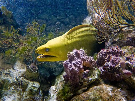 green moray eel bermuda  digital story