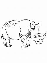 Neushoorn Rhino Rinoceronte Rinocer Leukekleurplaten Colorat Dibujosparaimprimir Simplu Neushoorns één Plansededesenat Ro sketch template