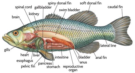 pin  rebecca   animals fish anatomy anatomy fish