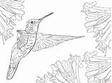 Hummingbird Coloring Pages Printable Color Drawing Realistic Adults Hummingbirds Nature Line Print Supercoloring Magnificent Humming Bird Birds Adult Colorings Drawings sketch template