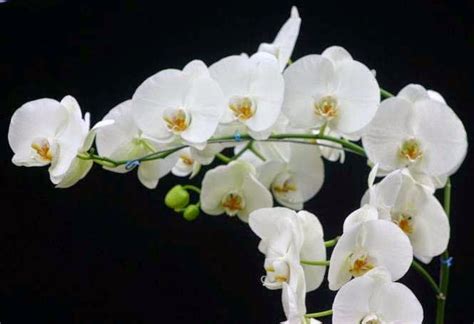 Philippine Orchid Events Culture Tips In Growing The