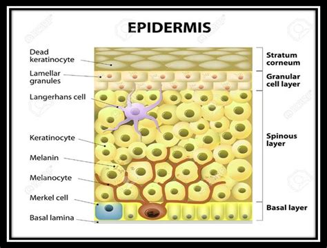 celulas de la epidermis ecured