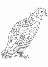 Condor California Coloring Bird Pages sketch template
