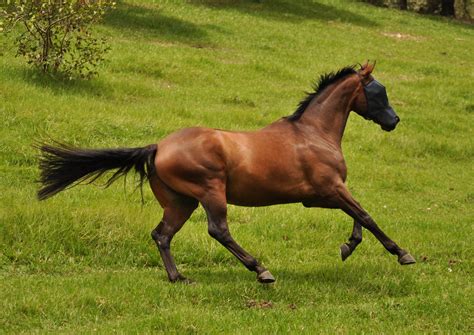 horse gallop stock   naturalhorses  deviantart