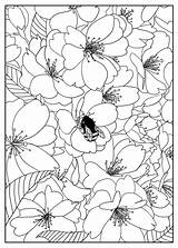 Coloring Flowers Flower Pages Printable Tree Cherry Adult Adults Color Kids Mizu Print Pattern Simple Fleurs Et Book Exclusive Coloriage sketch template