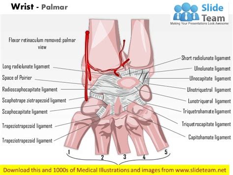 wrist palmar medical images  power point