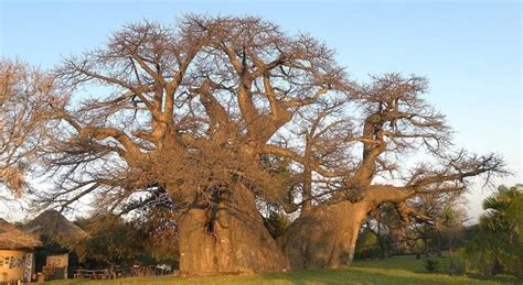 le baobab hima