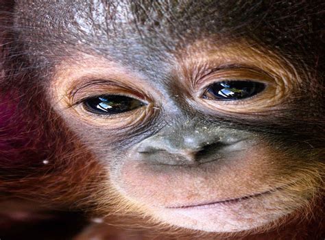video orphaned baby orangutan udin cared   rescuers  losing