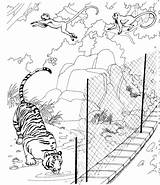 Tiger Coloring Zoo Pages Printable sketch template