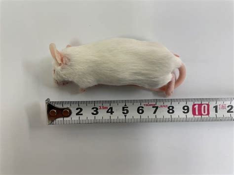 【未使用】国産冷凍マウス アダルトl 20匹の落札情報詳細 ヤフオク落札価格検索 オークフリー