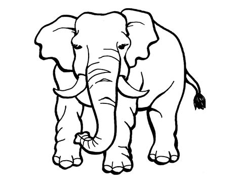 elephant image  print  color elephants kids coloring pages