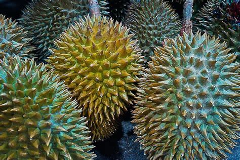 durian mangostan  superfruechte aus asien die du probieren musst
